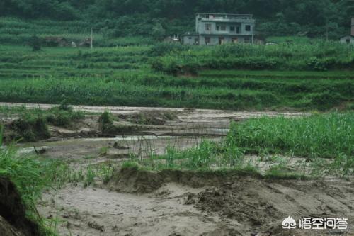 端午节的雨季又要来到<strong></p>
<p>龙舟水</strong>，古俗话讲的“龙舟水”，农民的庄稼应该怎样预防被洪水淹？