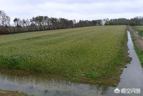 端午节的雨季又要来到<strong></p>
<p>龙舟水</strong>，古俗话讲的“龙舟水”，农民的庄稼应该怎样预防被洪水淹？