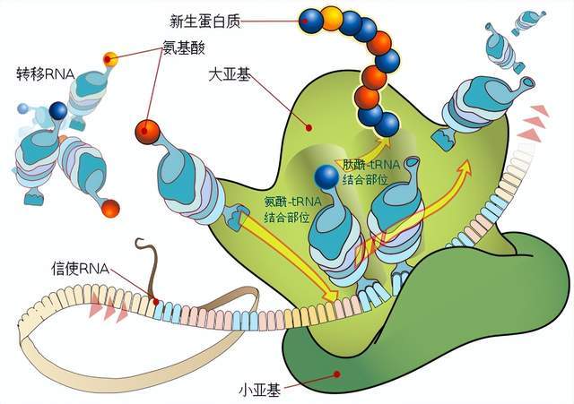 既然高温会使病毒和癌细胞失活，为什么人体温度不设置高一点？