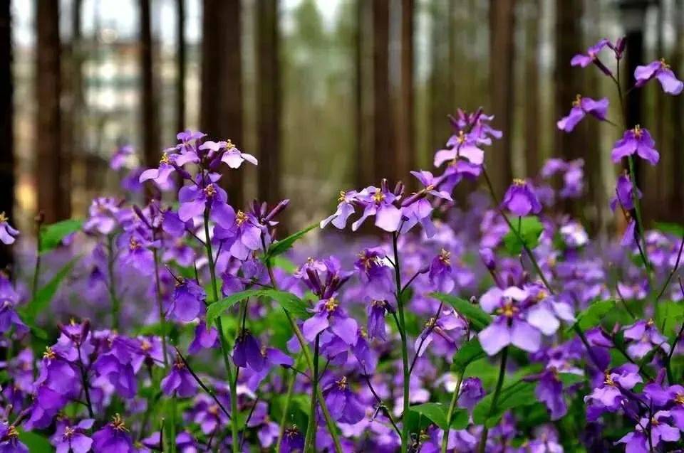 2023崇明花朝节即将启幕！精彩内容、优惠福利看过来→