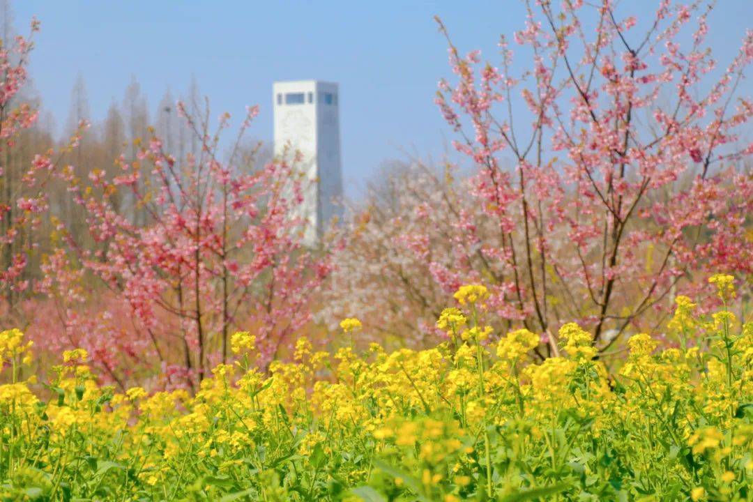 2023崇明花朝节即将启幕！精彩内容、优惠福利看过来→