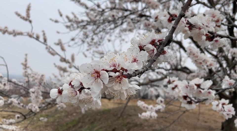 昌邑市第十四届山阳梨花节将于3月29日举行