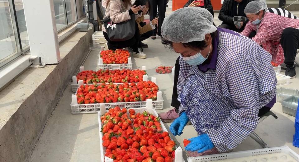 昌邑市第十四届山阳梨花节将于3月29日举行