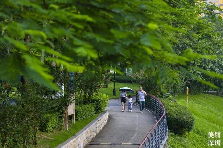 穿行“山海”逛深圳｜公园总数达1260个，“公园里的深圳”爱了爱了！