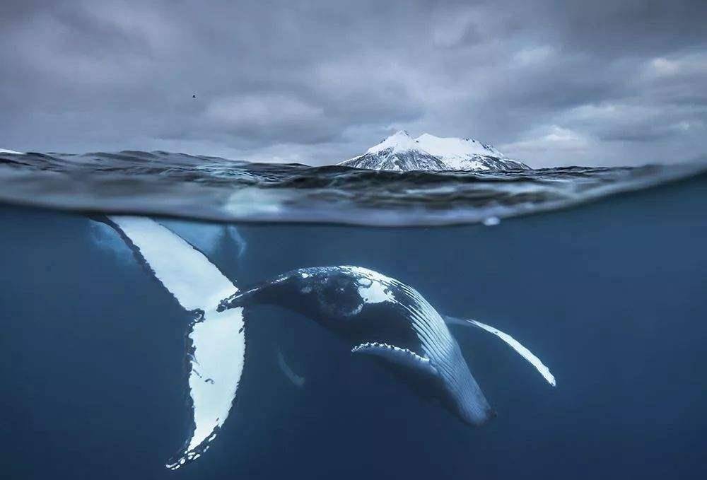 全球不足50个鲸落，在我国南海首次发现，或揭开海洋生态之谜