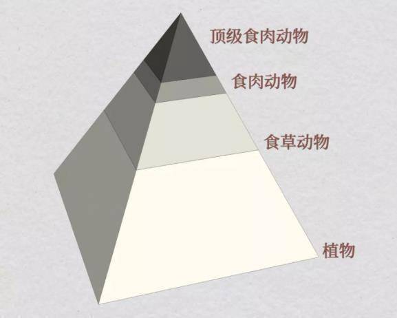 全球不足50个鲸落，在我国南海首次发现，或揭开海洋生态之谜