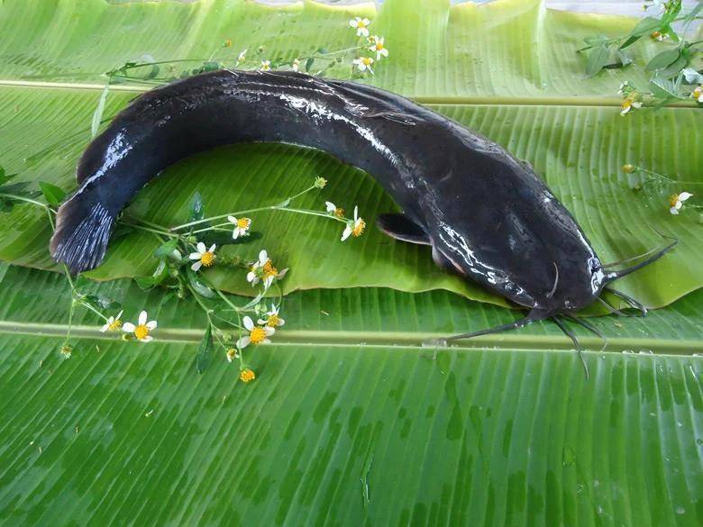 都江堰一水库被放生万斤外来物种埃及塘鲺？官方澄清：已进行阻止和打捞，经鉴定是本地八须鲶