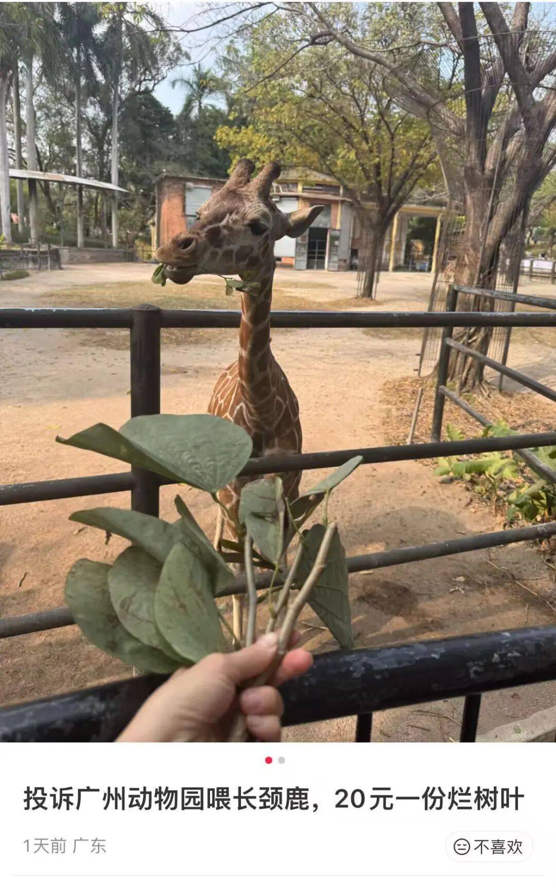 游客吐槽广州动物园喂长颈鹿20元只买到3根带叶小树枝,工作人员回应