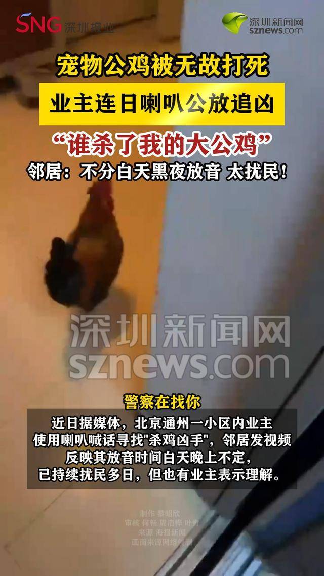 北京一宠物鸡被无故打死，业主连日喇叭公放追凶