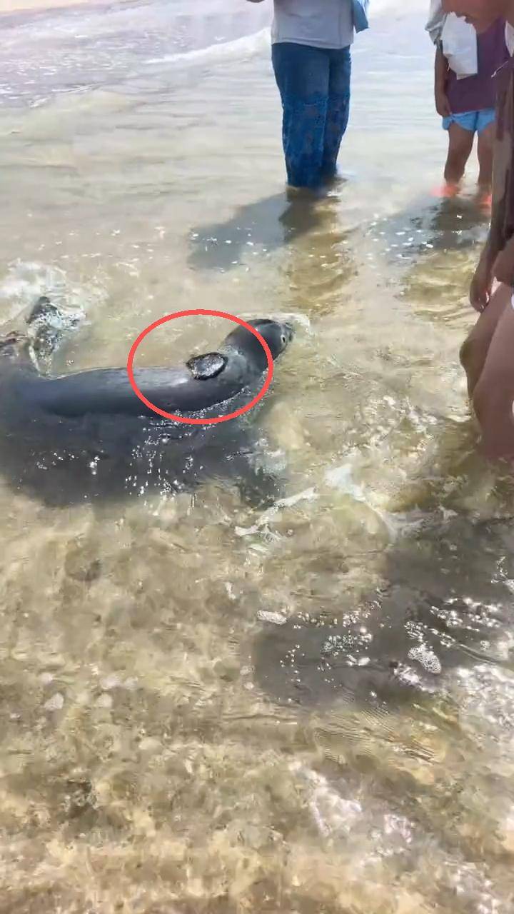 大连男子海边捡到个“黑疙瘩”，海科院确认为网红斑海豹“娜娜”的定位器，工作人员：属自然脱离，后期不会再装